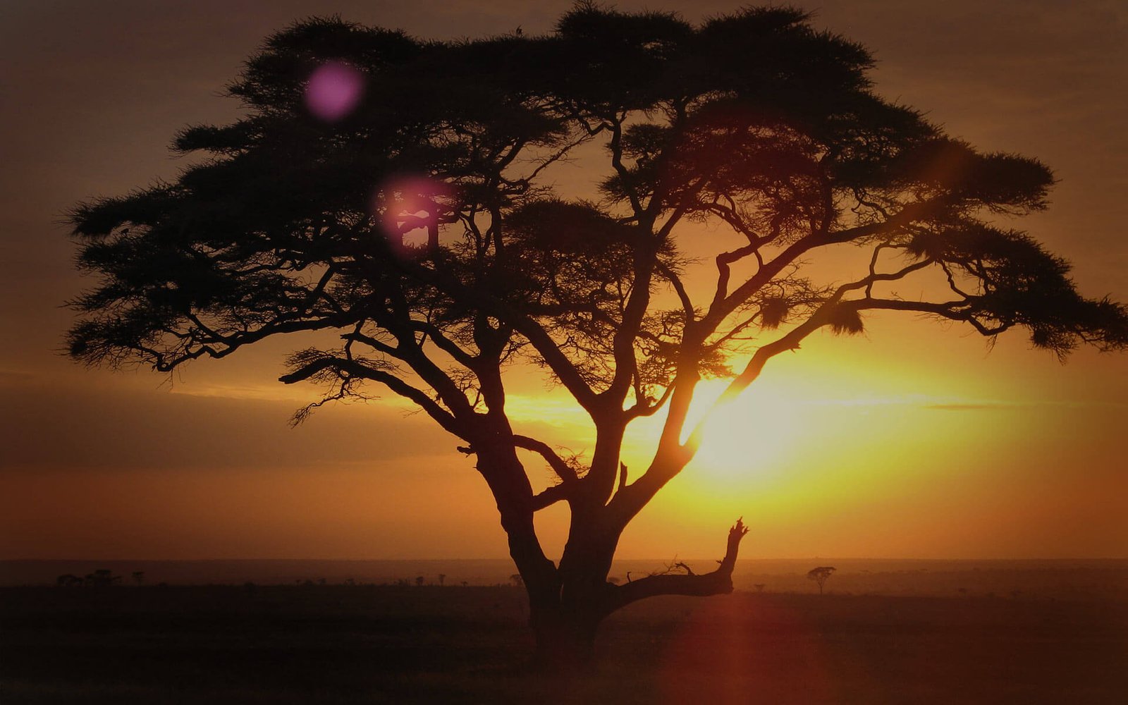 home_safari_bg1