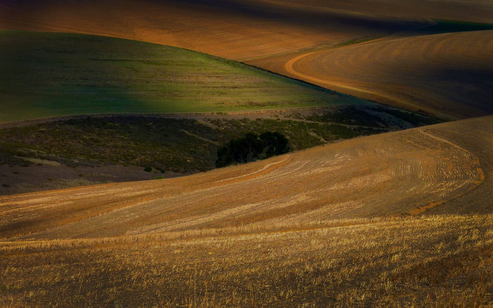 home_safari_bg2
