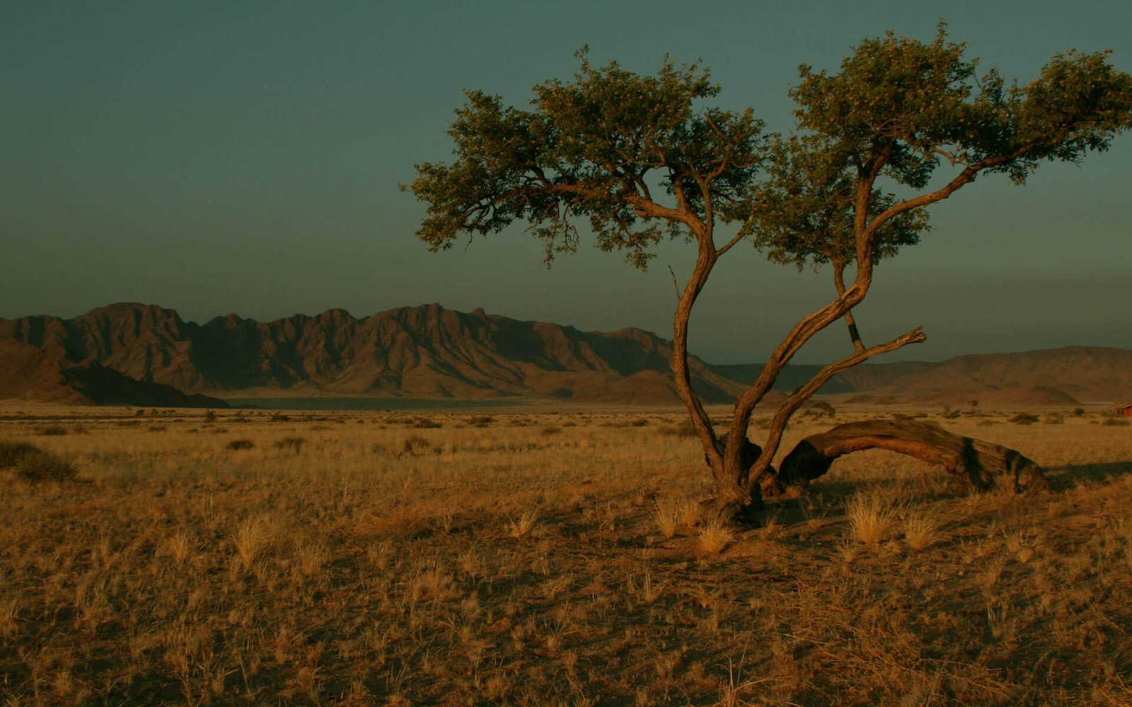 home_safari_bg5