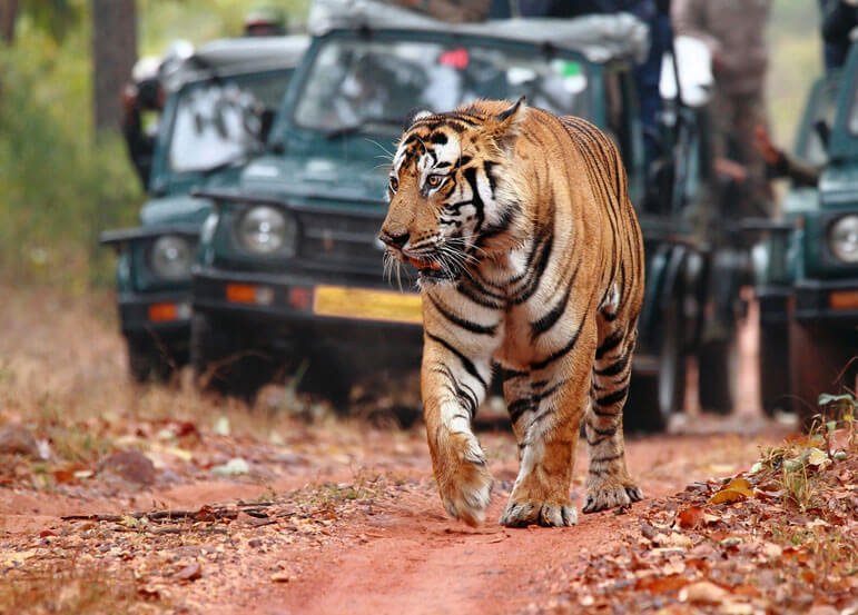 Best Wildlife Safaris In India For Foreign Tourists
