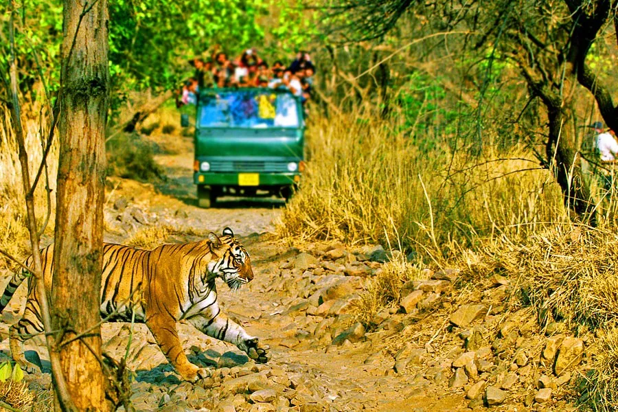 Golden Triangle Tour with Ranthambore