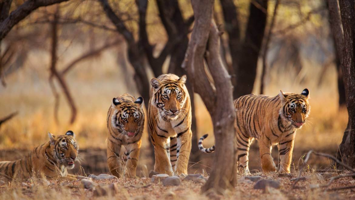 Tiger Safari Packages